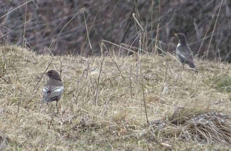 Turdus torquatus - Turdidae (Merlo dal collare)